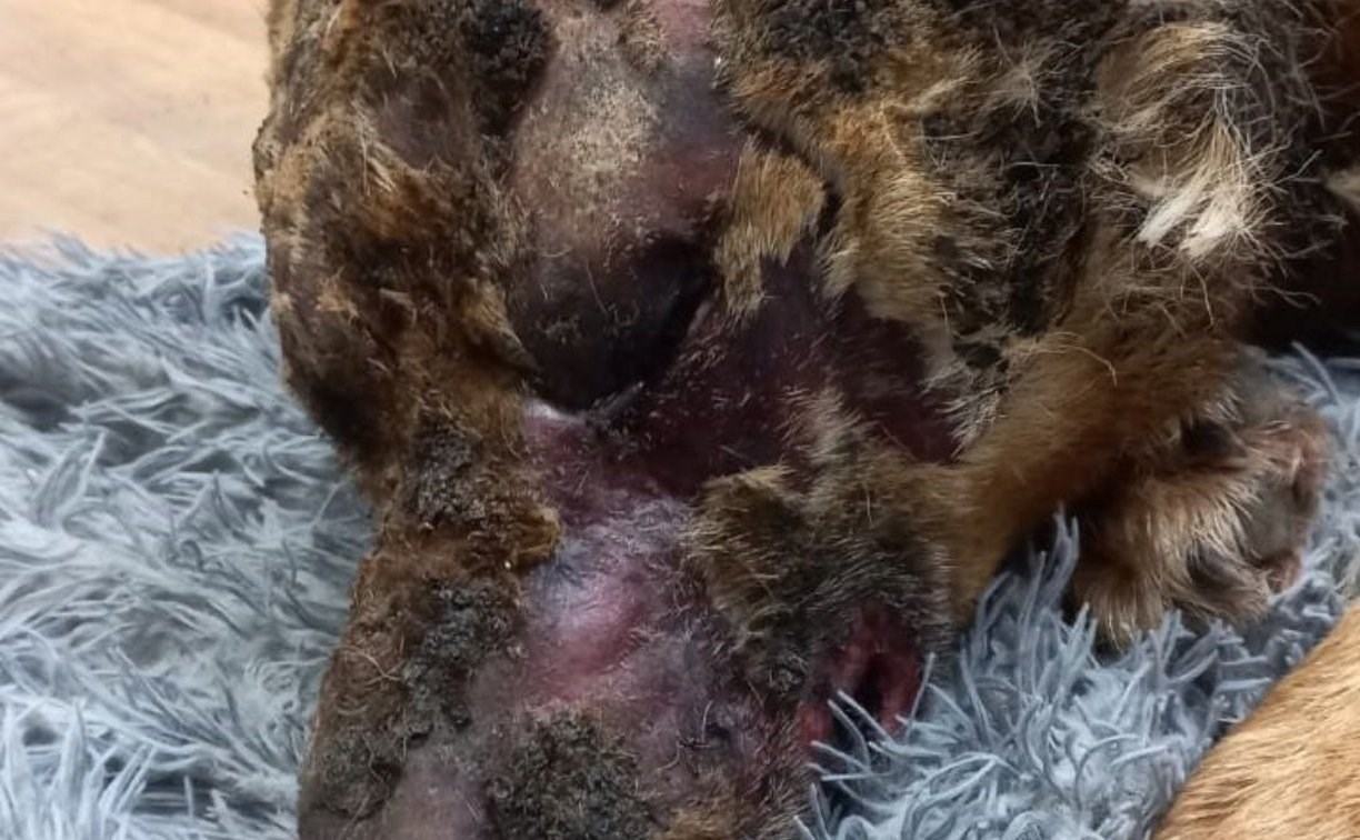 При пожаре в Березняках сильно обгорел пёс