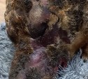 При пожаре в Березняках сильно обгорел пёс