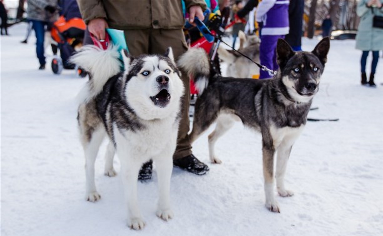 Сахалинцы почувствуют «Снежный драйв» на собачьих упряжках