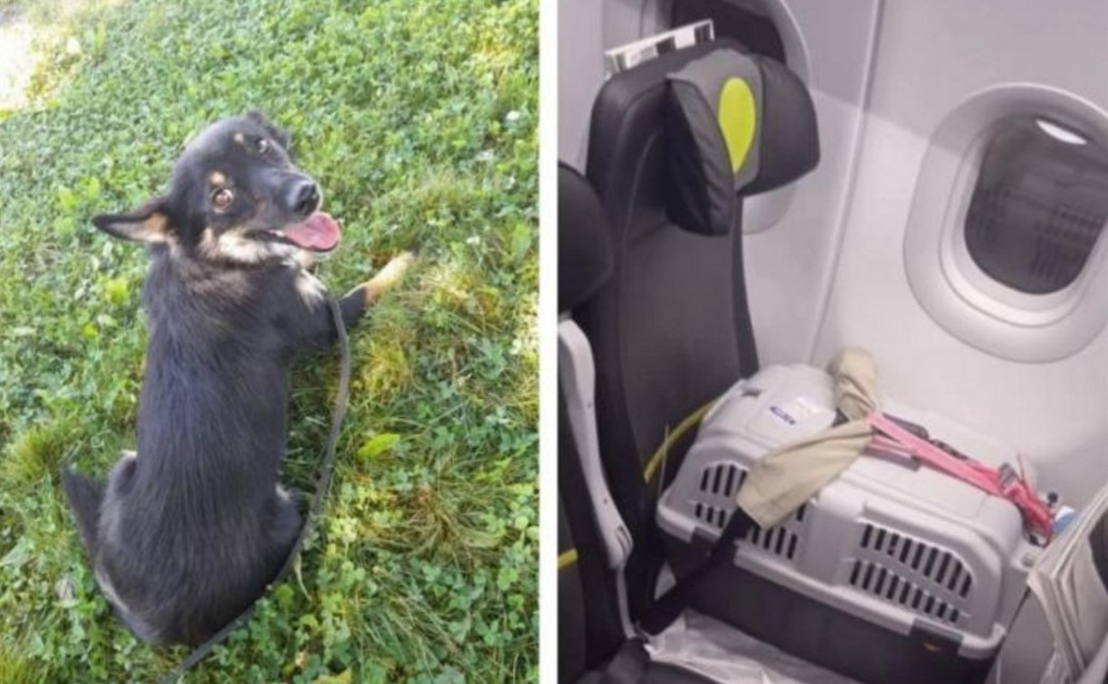 Потерявшаяся при погрузке в самолёт собака больше месяца искала улетевшую на Сахалин хозяйку