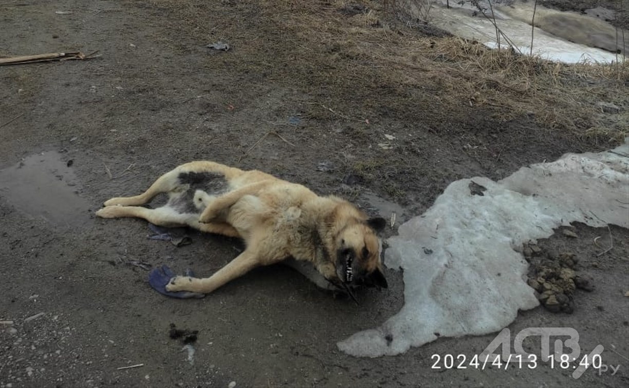 В районе Троицкого кто-то устроил место для складирования собачьих трупов 