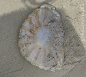 Редкую и крайне ядовитую медузу нашли у Поронайска