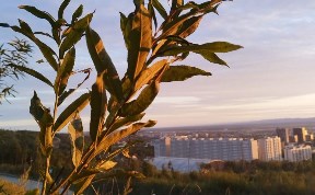 Общество