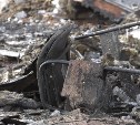 Работники офисов после крупного пожара в Южно-Сахалинске пытаются спасти документы и технику