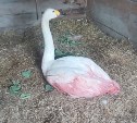 Сахалинцы во время сбора шишек обнаружили лебедя, подстреленного браконьерами
