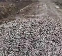 Кадры заваленной мойвой дороги распространяют в сахалинских соцсетях