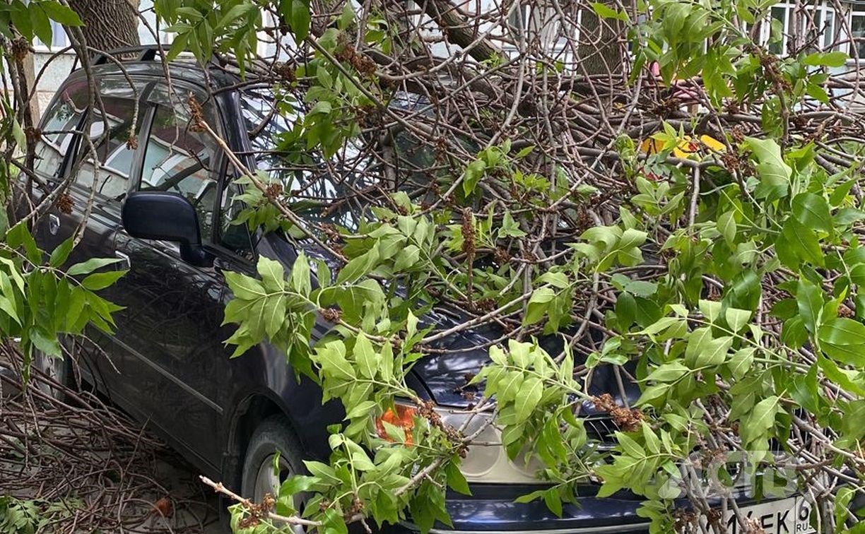 Огромная ветка упала с дерева и разбила три автомобиля в Южно-Сахалинске