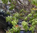Огромная ветка упала с дерева и разбила три автомобиля в Южно-Сахалинске