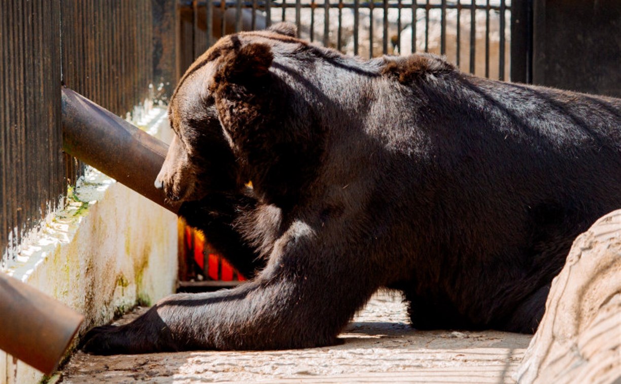 Медведи проснулись в сахалинском зоопарке