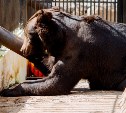 Медведи проснулись в сахалинском зоопарке