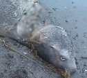 Мёртвого сивуча с отрезанными частями тела обнаружили на берегу Сахалина