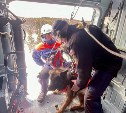 Тонны сырого бетона и узкие лазы: как собака-поисковик на Сахалине работала на техногенном завале