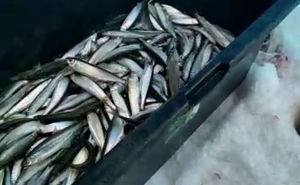 "Вот это рыбалка!": сахалинцы рассказали, где можно за день поймать до 2000 корюшек