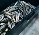"Вот это рыбалка!": сахалинцы рассказали, где можно за день поймать до 2000 корюшек