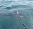 "Это акула, акула!": рыбаки встретили хищницу на глубине около 2,5 метров у мыса Свободного