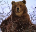 Создатели "Огненного лиса" снимают на Камчатке "Косолапую историю"