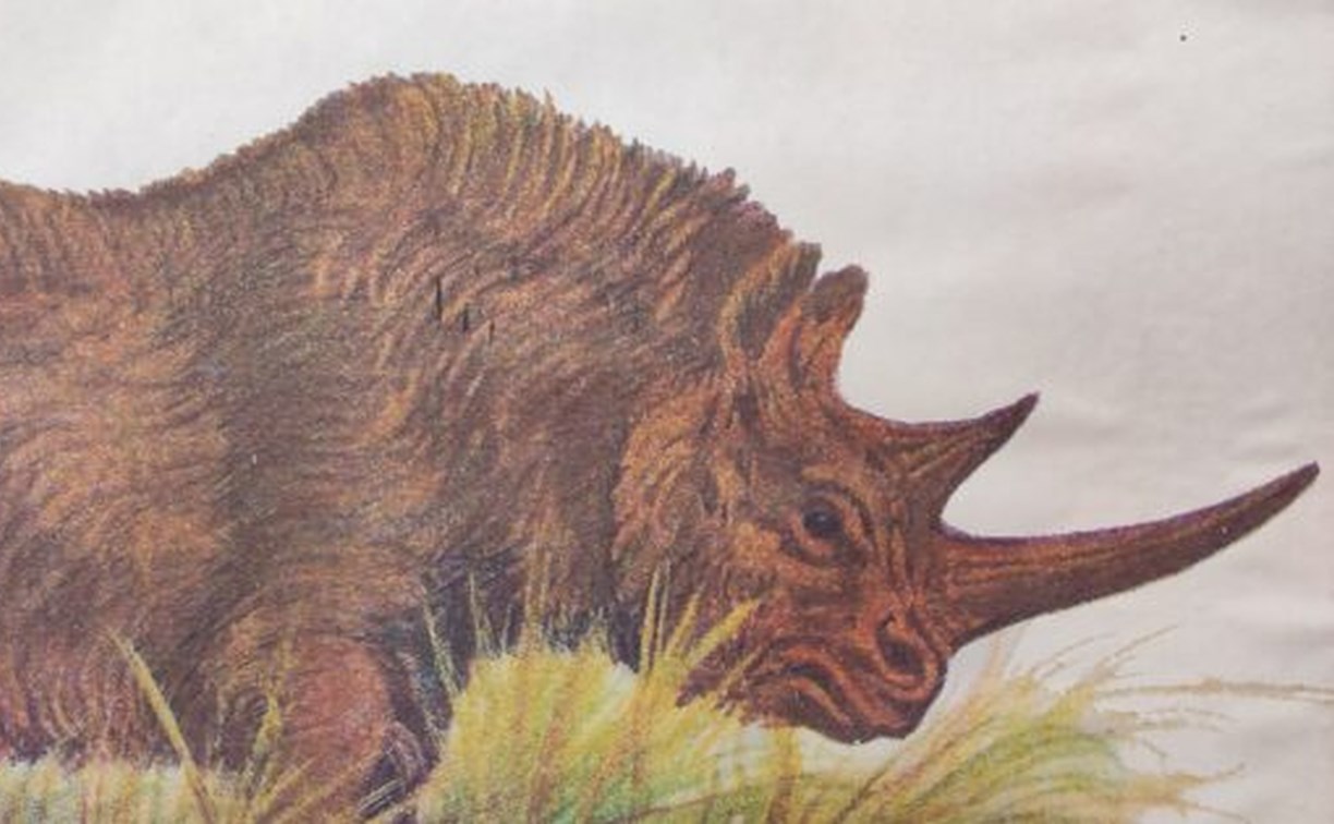 Мужчина на Камчатке нашёл странную челюсть – оказалось, это шерстистый носорог