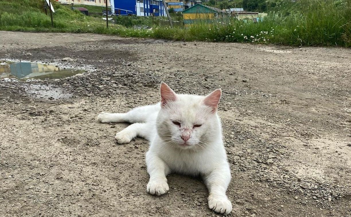 Бабушка на курильском острове Шикотан тратит пенсию на корм для брошенных 20 котов