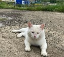 Бабушка на курильском острове Шикотан тратит пенсию на корм для брошенных 20 котов