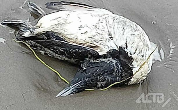 Птичий грипп обнаружили у погибшей на сахалинском побережье кайры