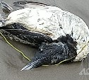 Птичий грипп обнаружили у погибшей на сахалинском побережье кайры