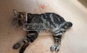 Происшествия