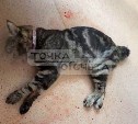 В Холмске мужчина выбросил кота из окна пятого этажа