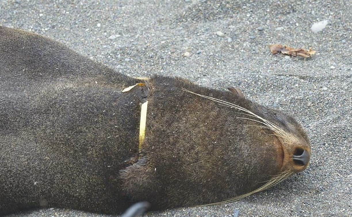 На острове Тюленьем морских котиков освободили от пластиковых оков, которые врезались им в шею