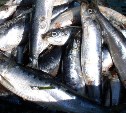 Численность сардины-иваси растет в водах Сахалина и Курильских островов