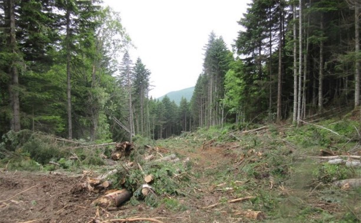 Незаконные рубщики на Сахалине уничтожили лес на 28 млн рублей