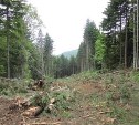 Незаконные рубщики на Сахалине уничтожили лес на 28 млн рублей