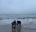Сахалинцы спасли дельфина, выброшенного на берег в шторм