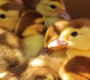 Домашнюю птицу в Сахалинской области начали вакцинировать от высокопатогенного гриппа 