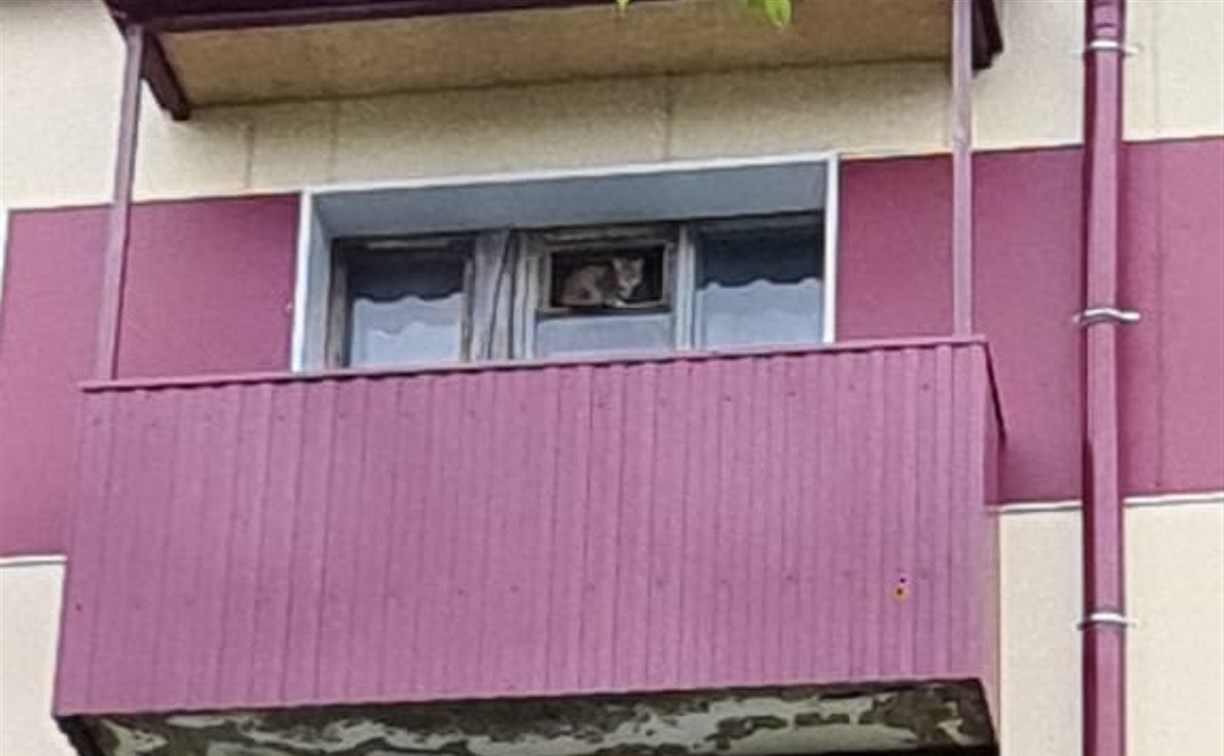 Домашняя кошка неделю провела на балконе брошенной квартиры в Горнозаводске