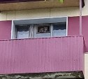 Домашняя кошка неделю провела на балконе брошенной квартиры в Горнозаводске