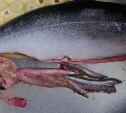 Сахалинские рыбаки поймали селёдку и симу с бонусом в 14 корюшек внутри