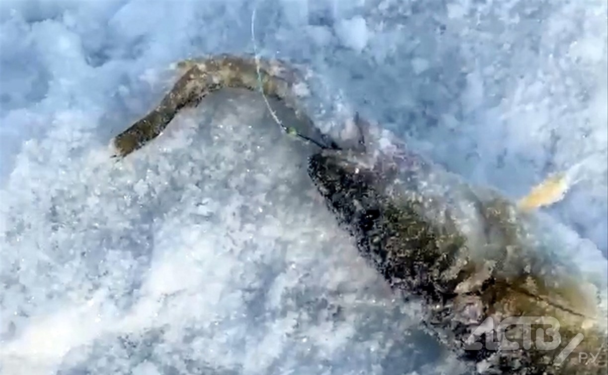 "Рыба-каннибал?": навагу с навагой во рту поймал сахалинец на крючок