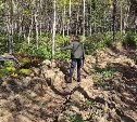 Бизнесмен уничтожил почти 3,5 тысячи деревьев в Южно-Сахалинске, прокладывая дорогу