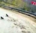 "Прямо по кишкам еду": на Сахалине дорогу завалило свежей селёдкой