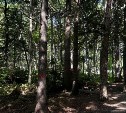 Мэр Южно-Сахалинска остановил вырубку деревьев в городском парке