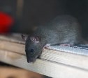 "Из люка выпадают крысята": сахалинка пожаловалась на зоопарк над своей головой