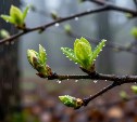 Прохладно на севере, солнечно и до +22° в центре и на юге: погода на Сахалине 9 августа