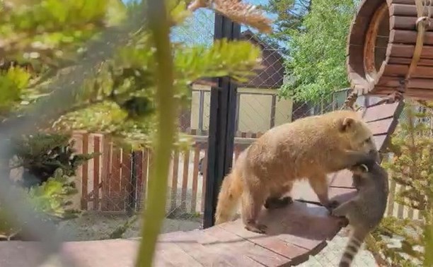 Мама-носуха в сахалинском зоопарке пыталась спасти от падения детёныша, но перестаралась - видео