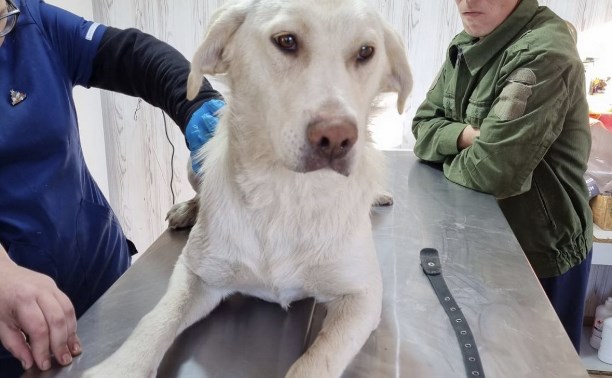 В Корсаковском районе нашли собаку с огнестрельным ранением