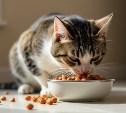 Сахалинца за кражу кошачьего корма приговорили к обязательным работам