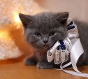 Мэр Южно-Сахалинска Сергей Надсадин подарил котёнка двум братьям-волонтёрам