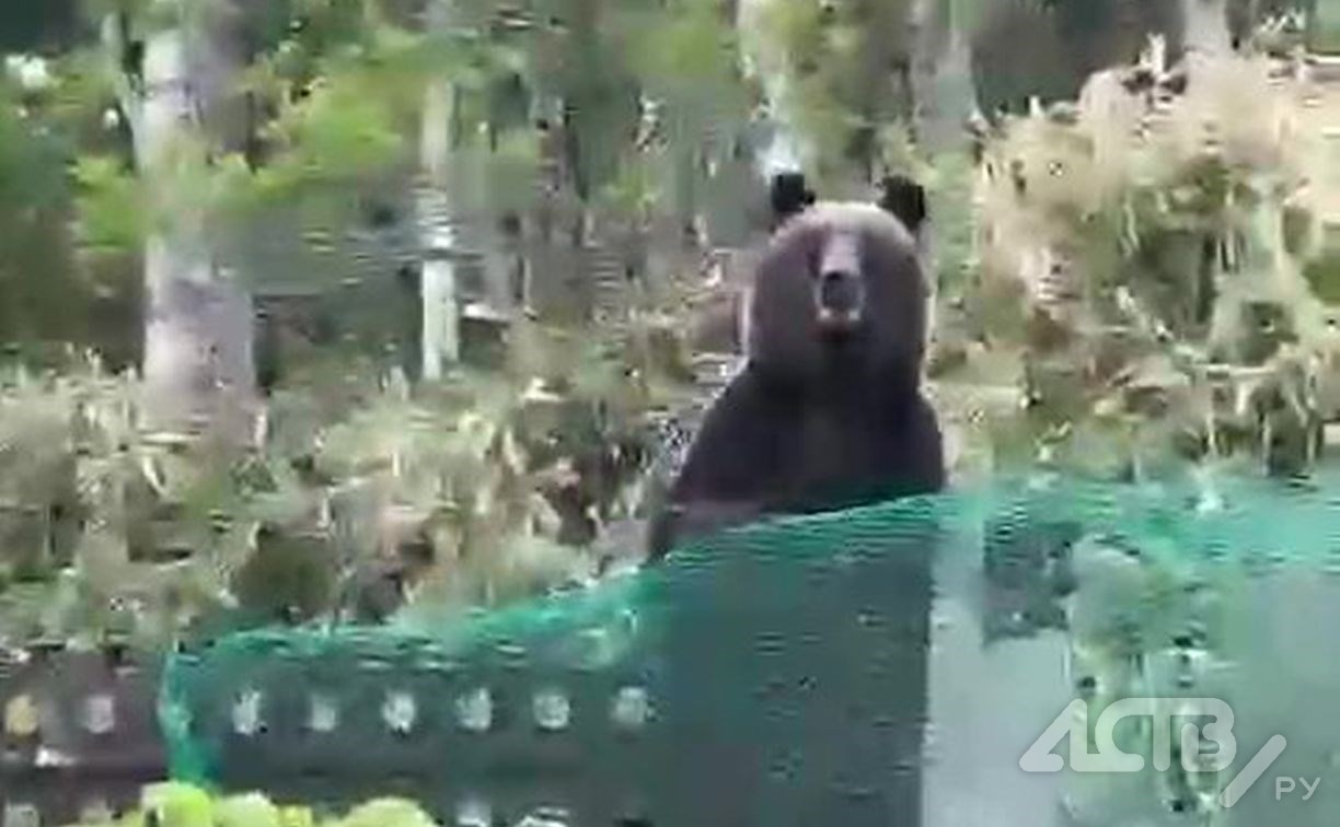 Медведь на Курилах топчет грядки и пугает жителей из-за забора