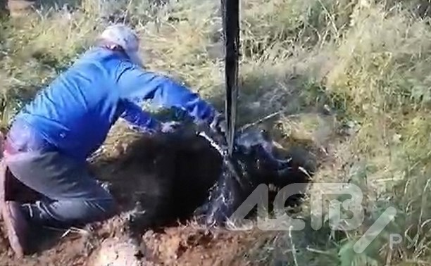 На Сахалине спасли корову Анфиску, которая провалилась по шею в бетонную яму с жижей