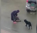 Сахалинцы: собаки в Аниве порвали кошку, а нетрезвая хозяйка гладила их и пинала тельце