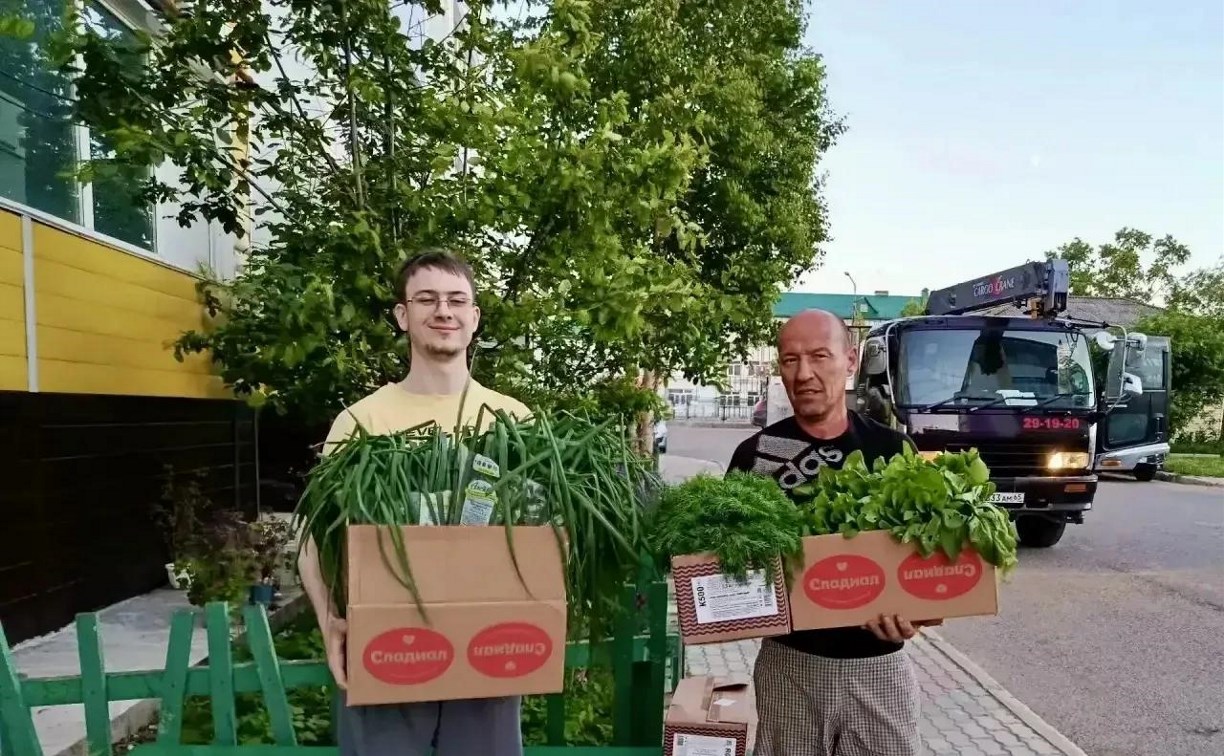 Сахалинцы заготавливают домашнюю зелень для участников СВО